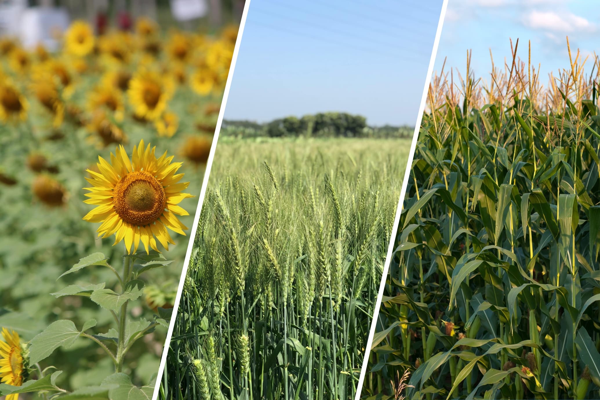 Agricultural products and trading